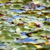 Water Lillies