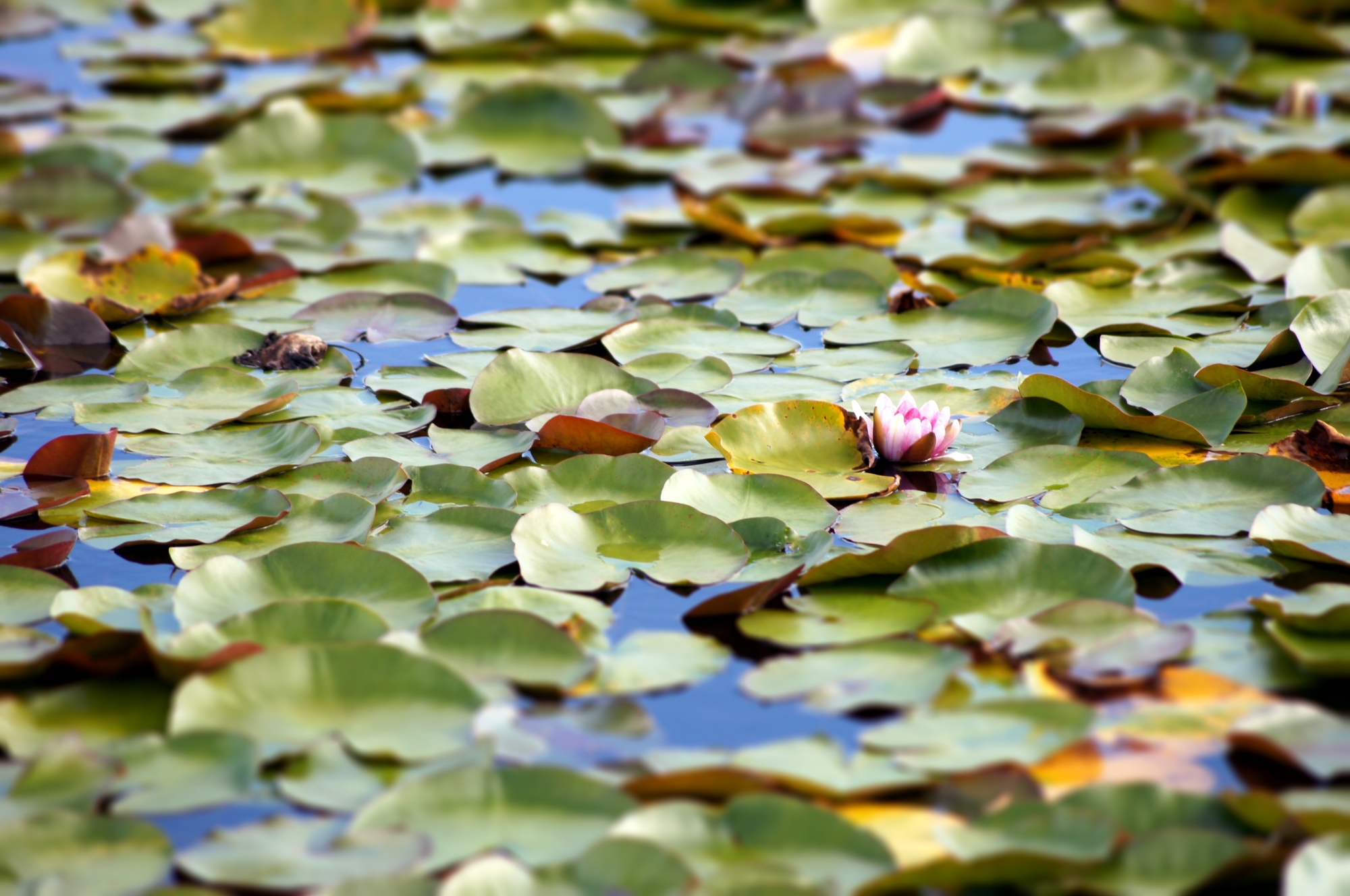 Water Lillies