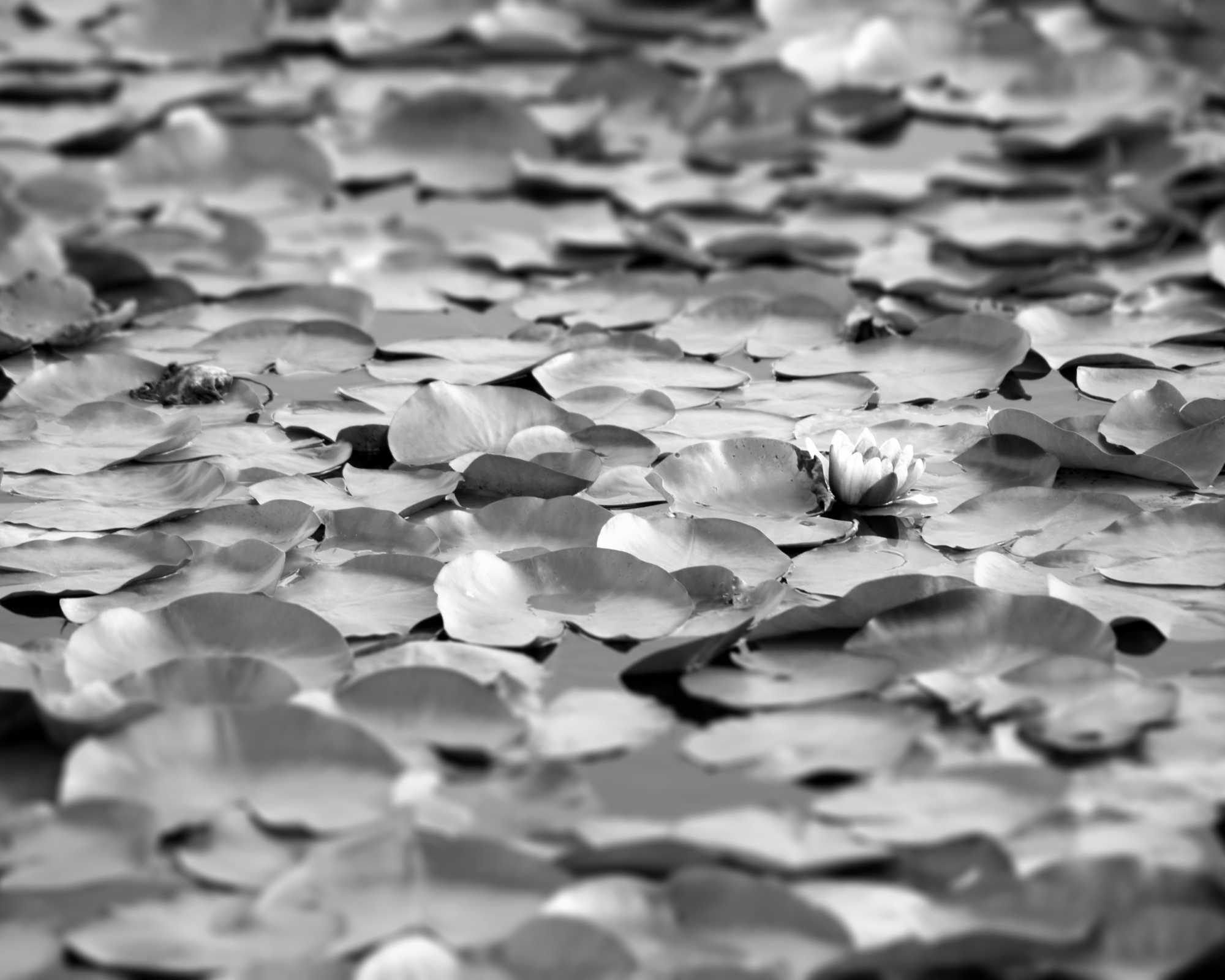 Water Lillies