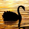 Swan at Sunset