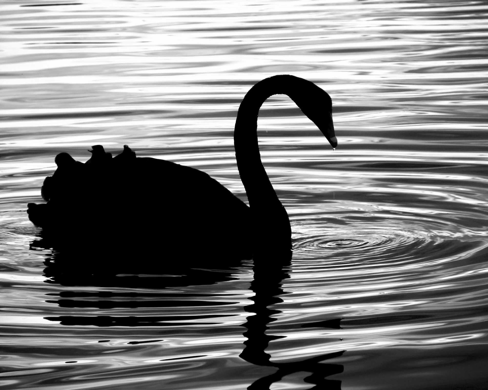 Swan at Sunset
