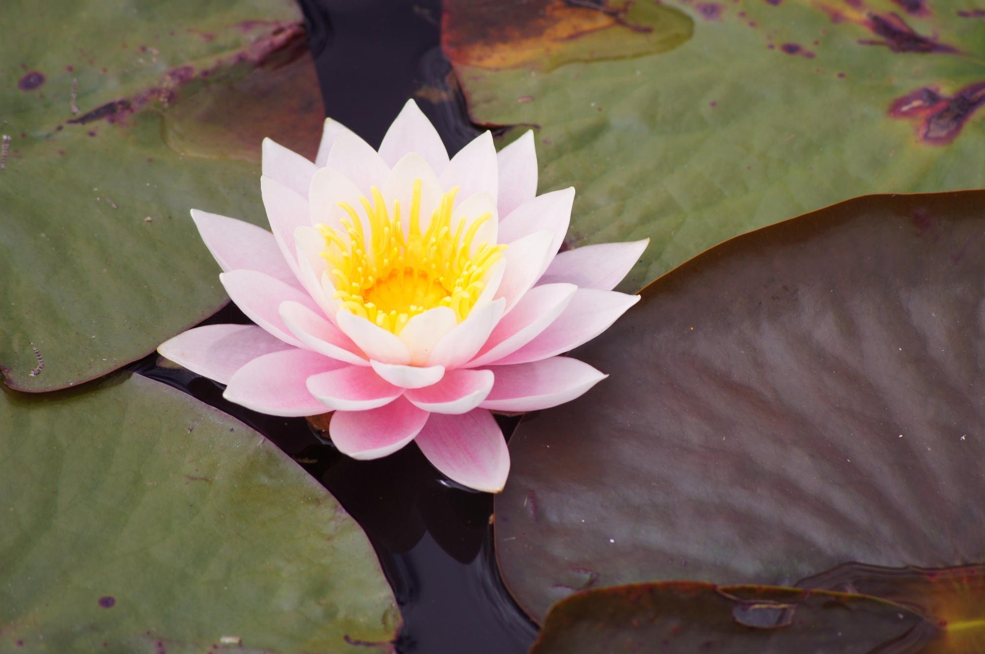 Water Lilly at the Lake