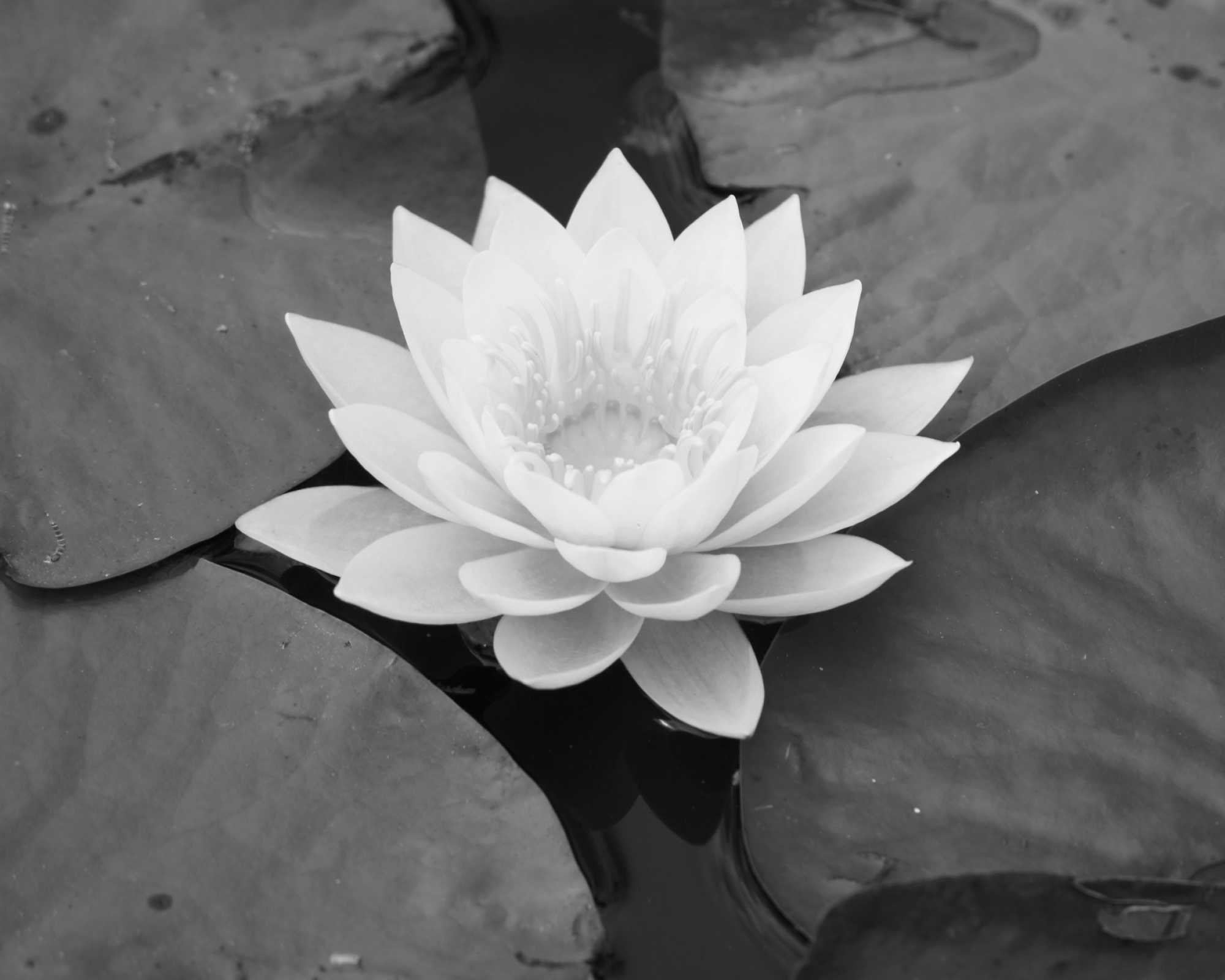 Water Lilly at the Lake