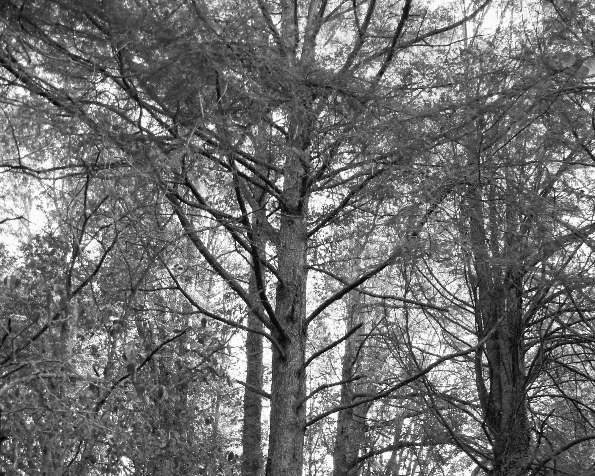 Tall Trees