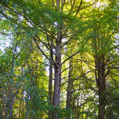Tall Trees