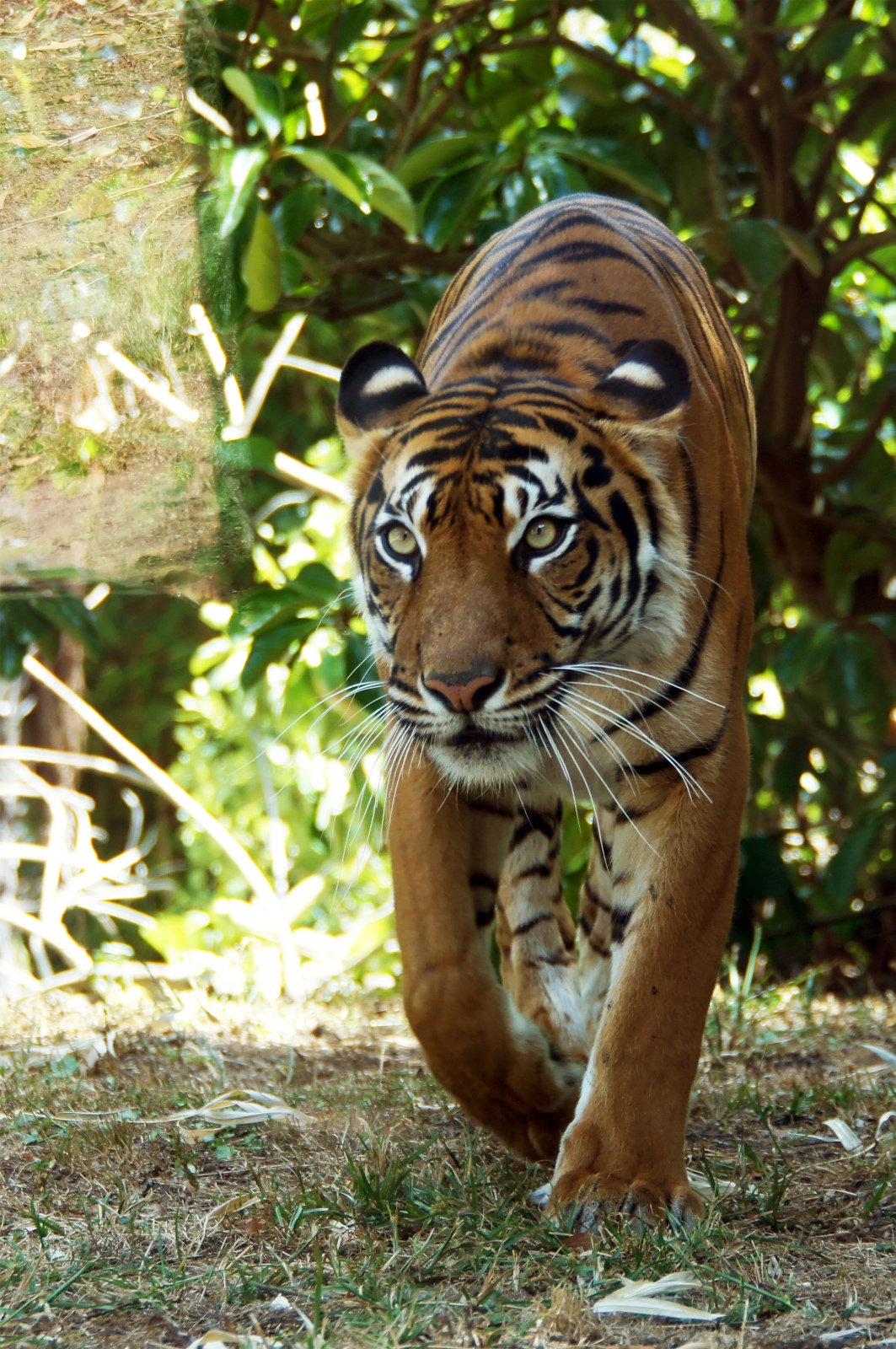 Hamilton Zoo's Tiger
