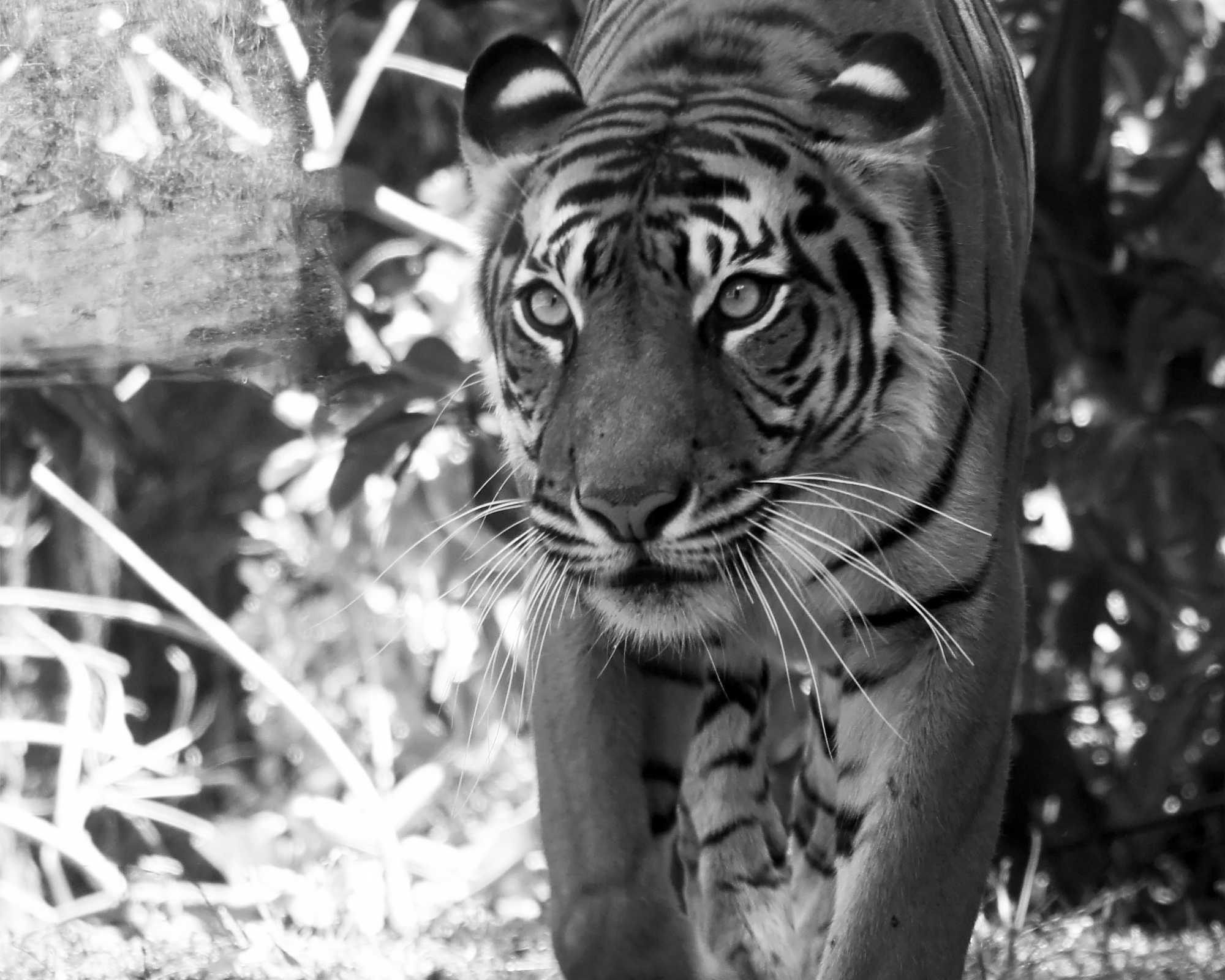 Hamilton Zoo's Tiger