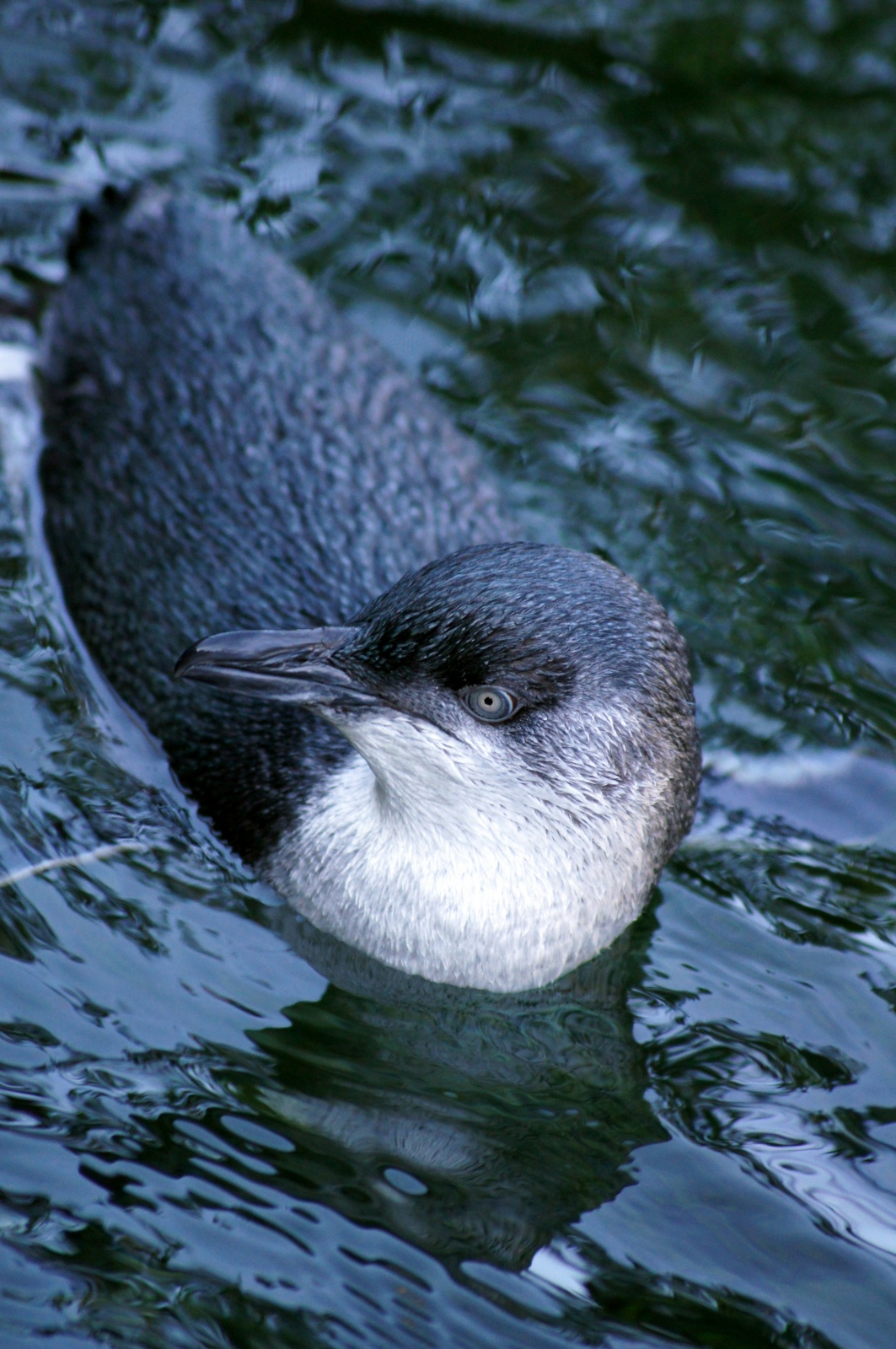 Penguin at The Auckland Zoo