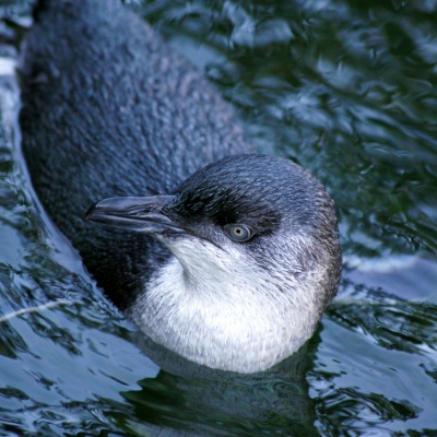 Penguin at The Auckland Zoo