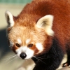 Red Panda
