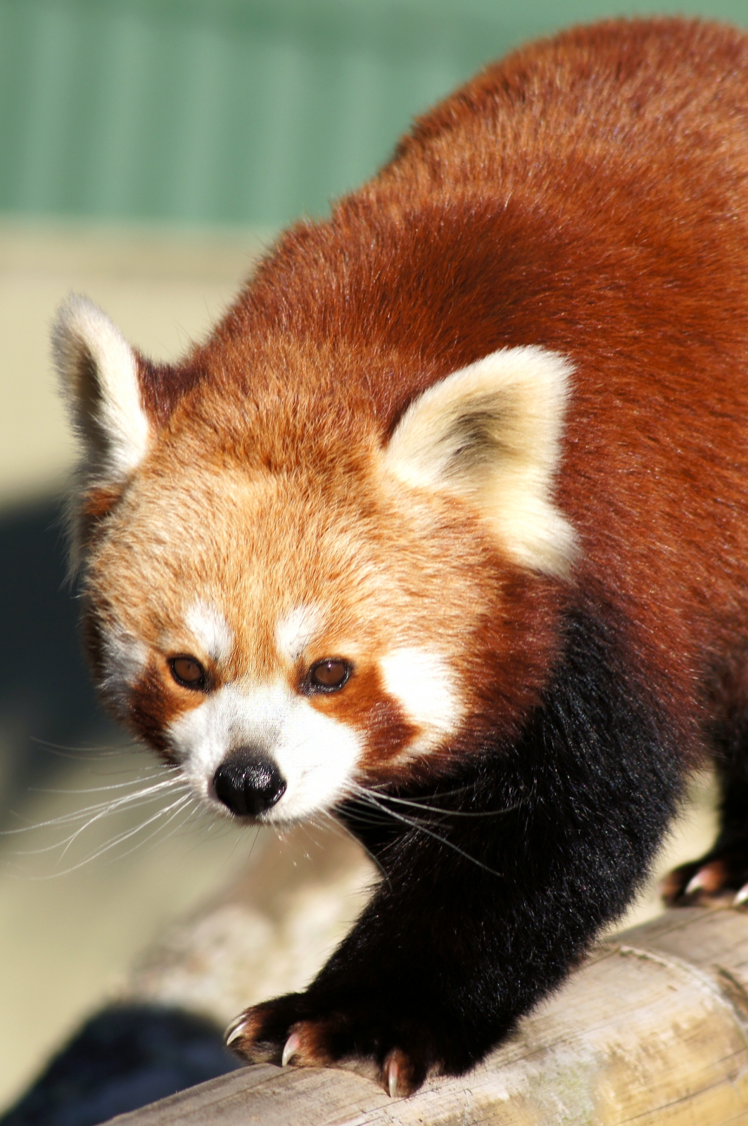 Red Panda