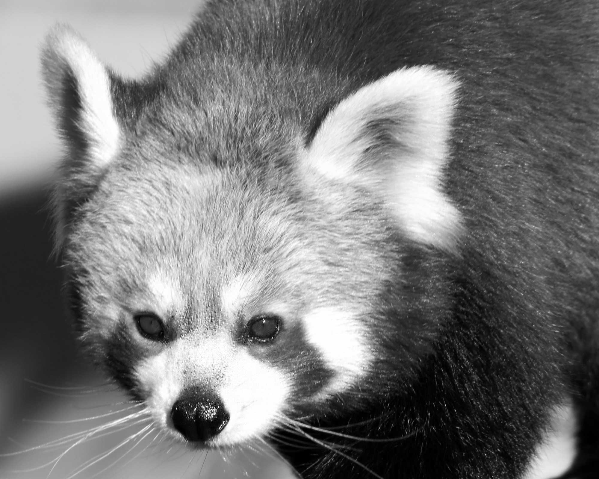 Red Panda
