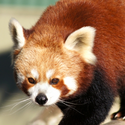 Red Panda