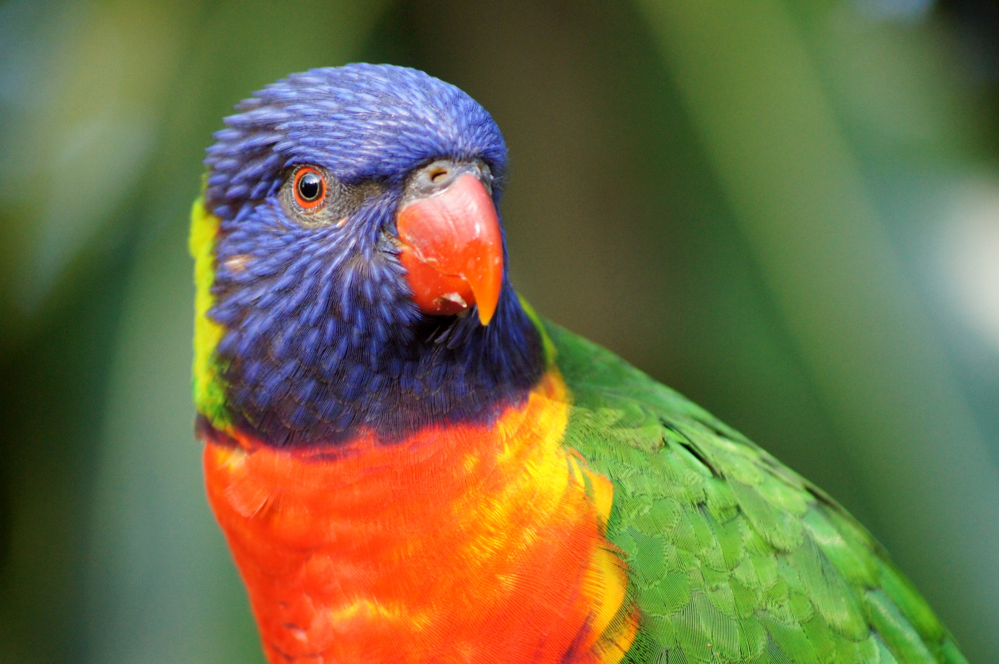 Parrot