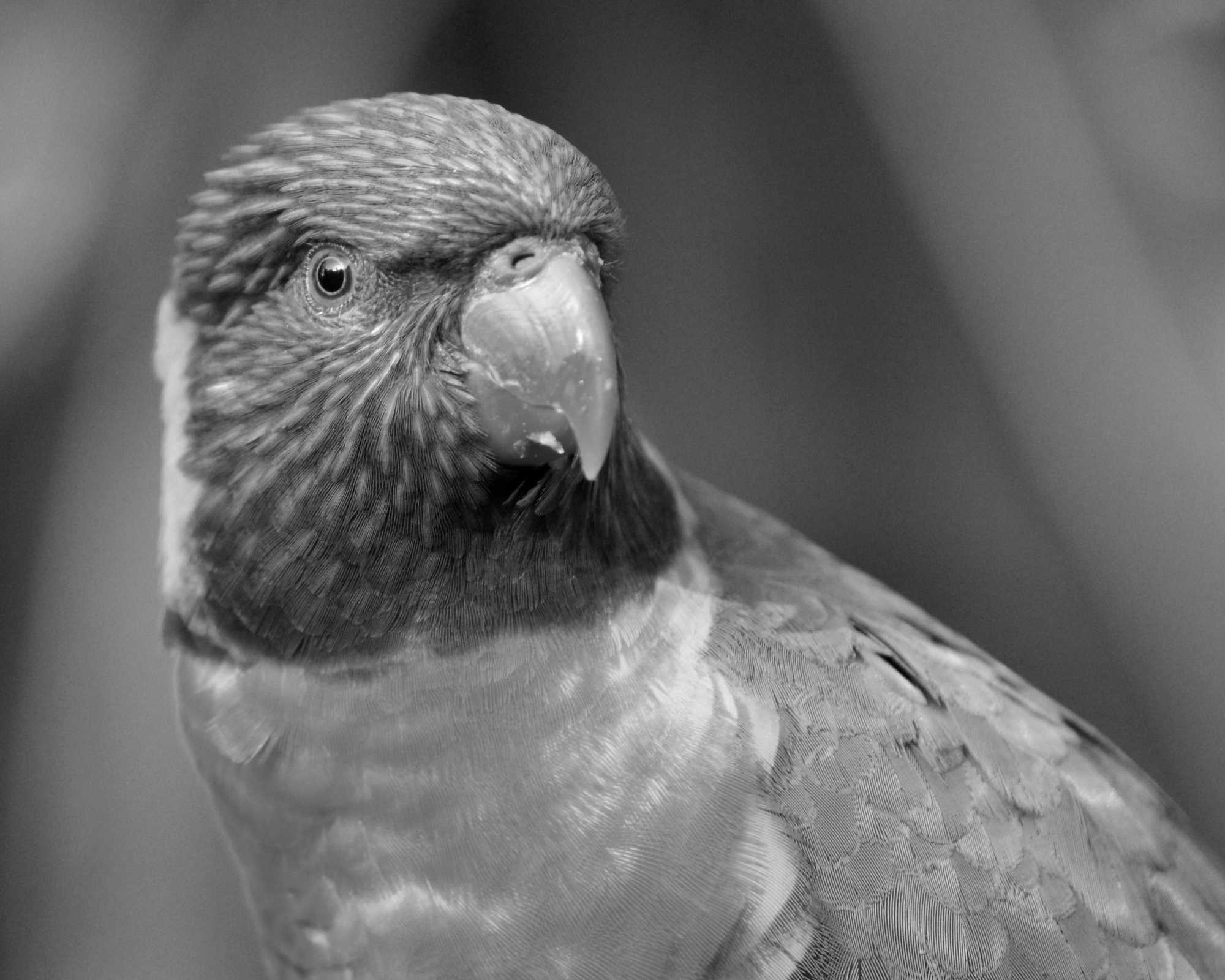 Parrot