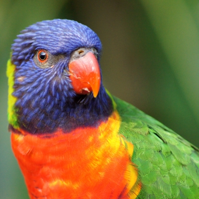Parrot