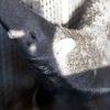 Giant Anteater
