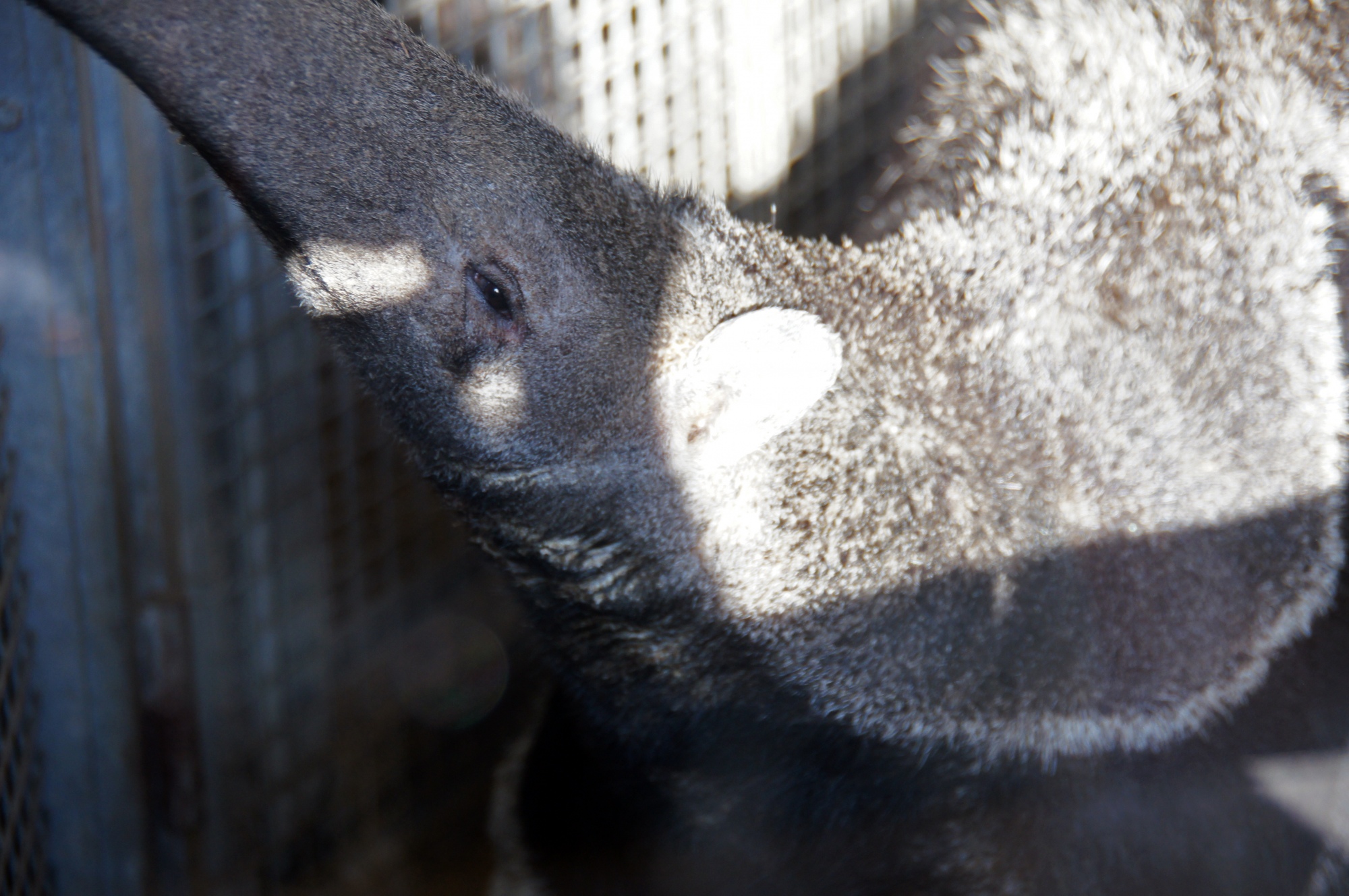 Giant Anteater