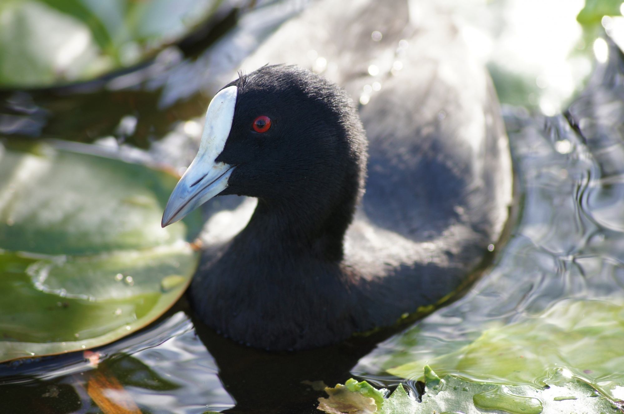 Australian Coot