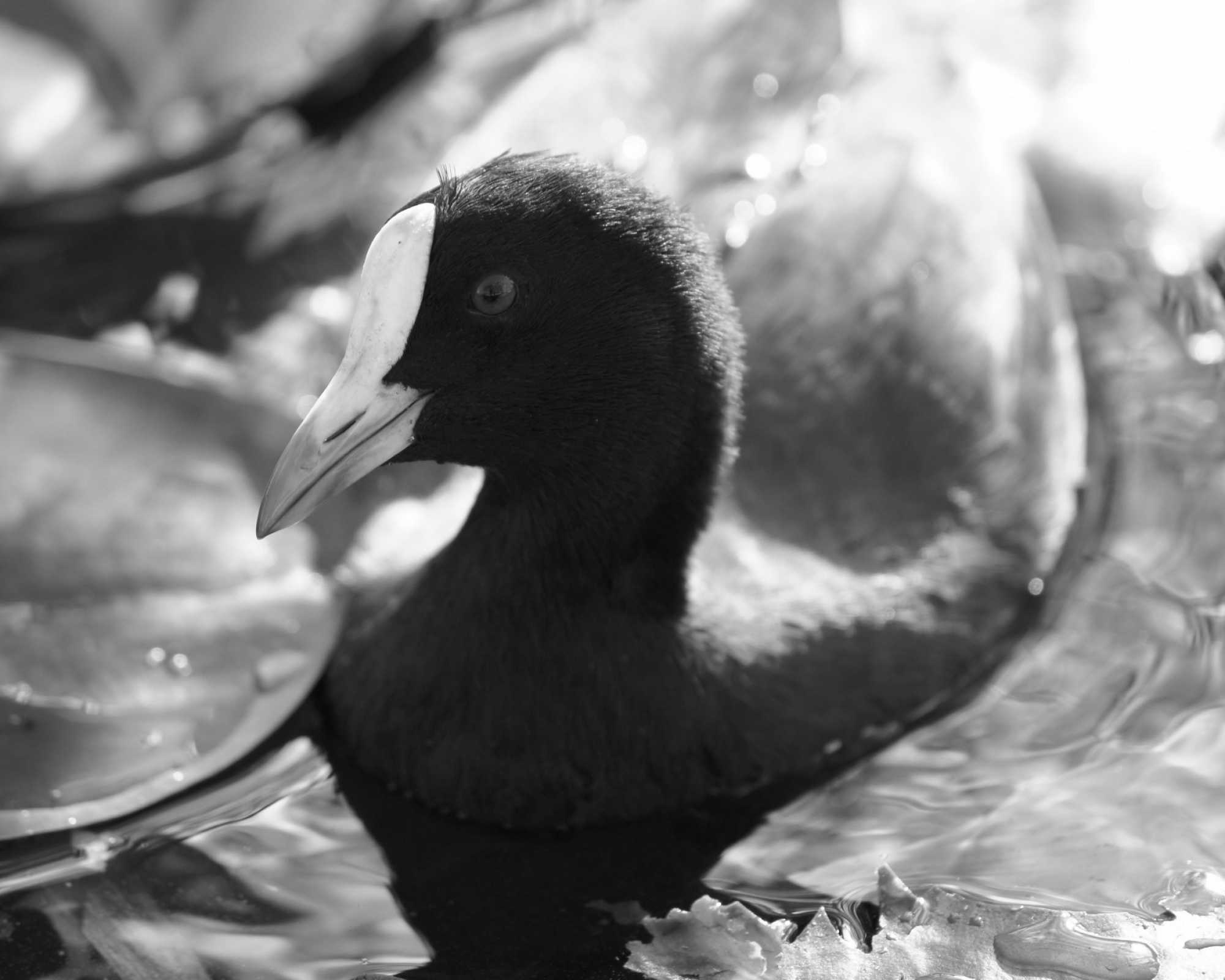 Australian Coot