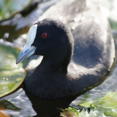 Australian Coot