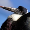 Unusual Bird