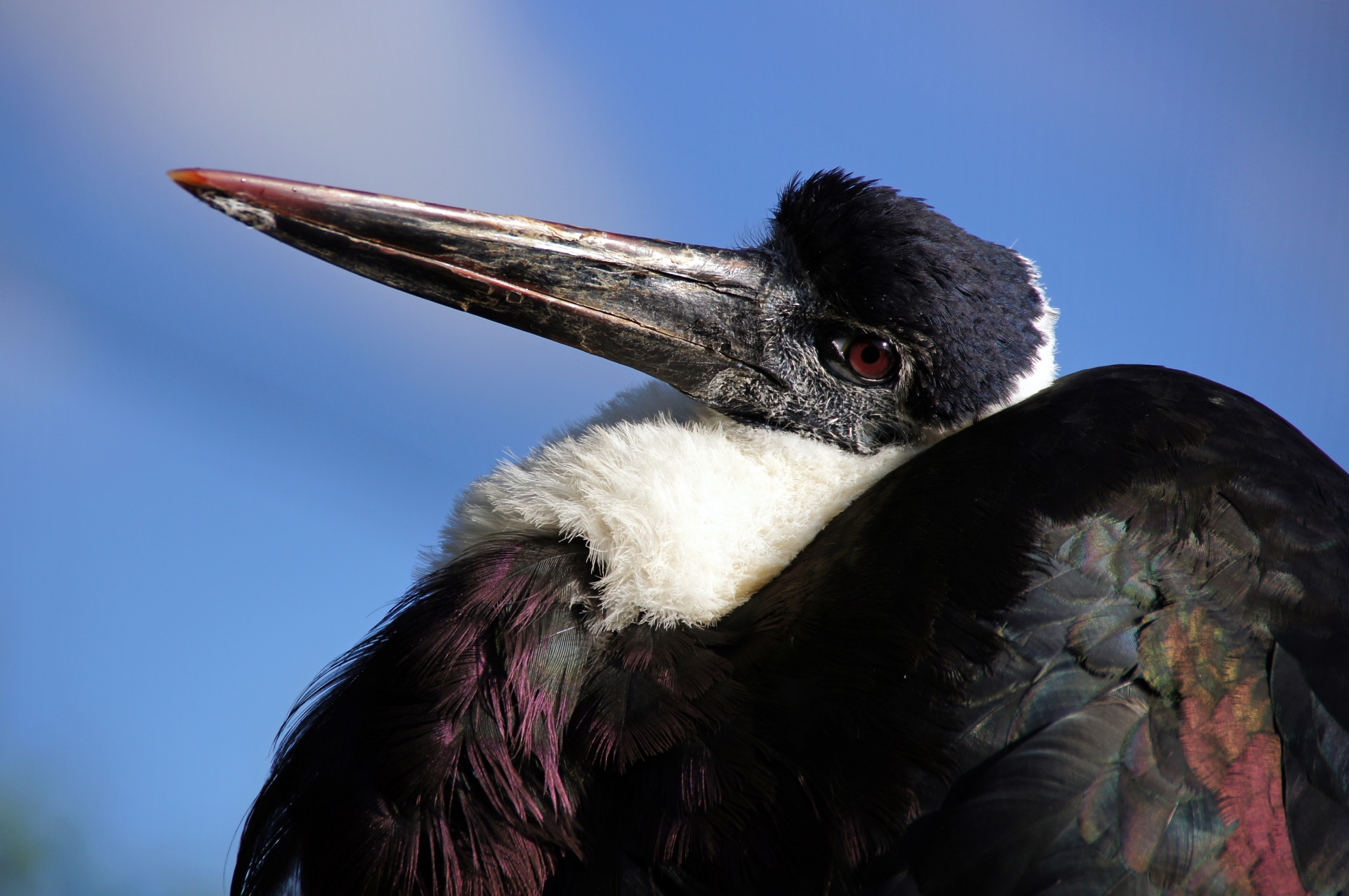 Unusual Bird