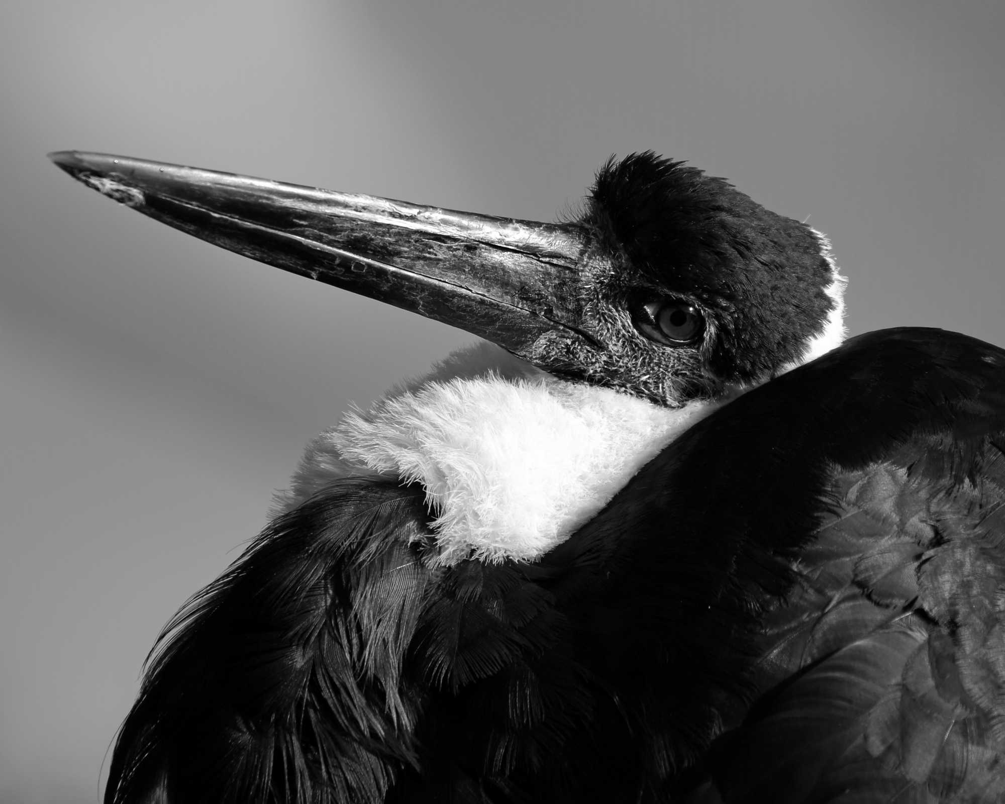 Unusual Bird