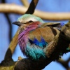 Tropical Bird