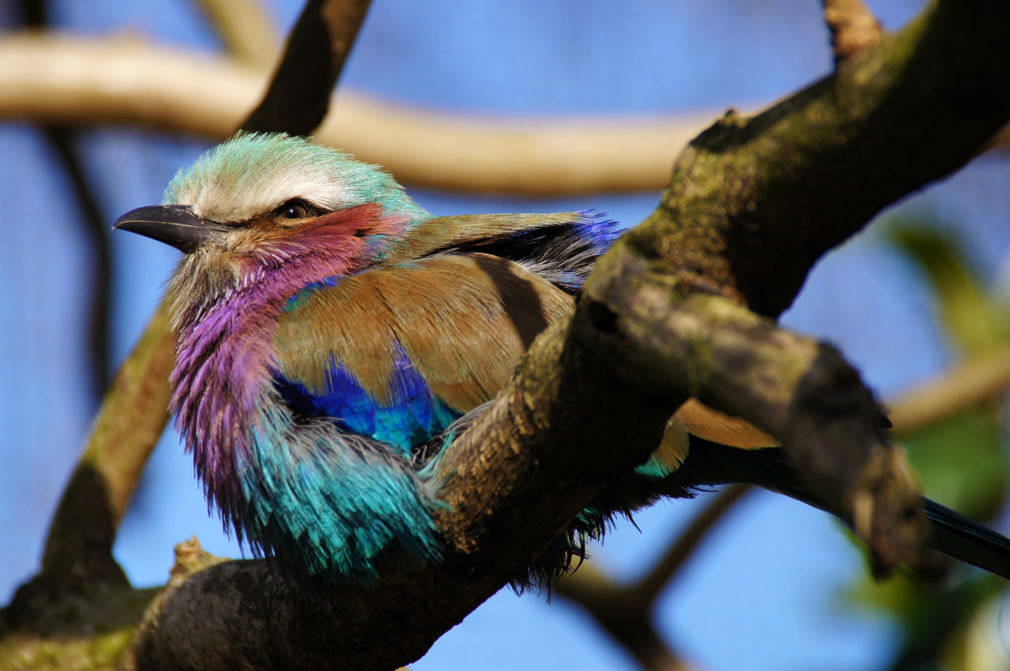Tropical Bird