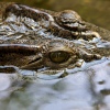 Crocodile