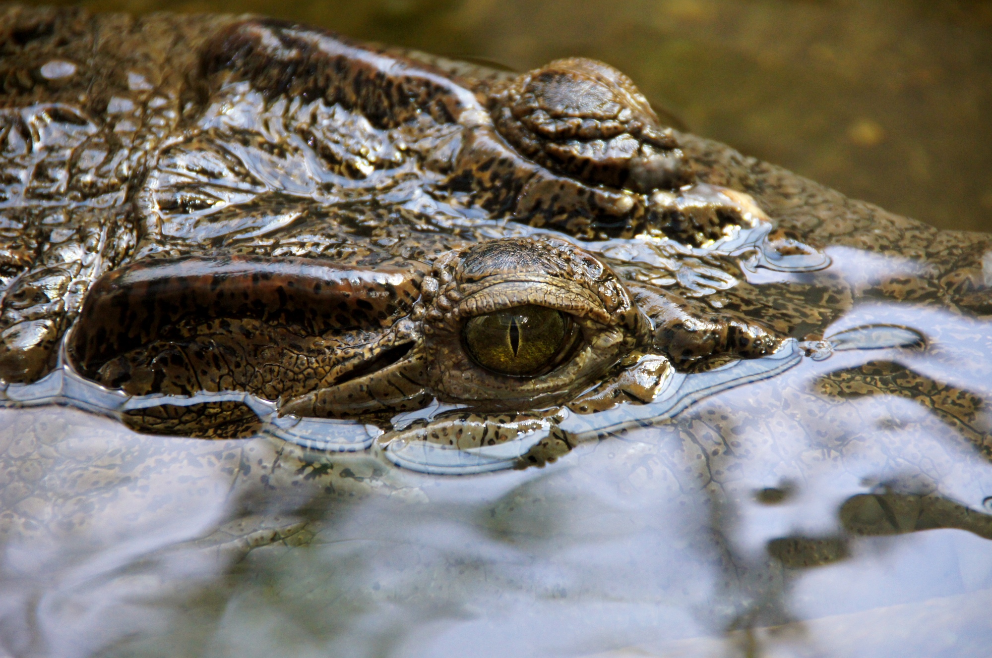 Crocodile