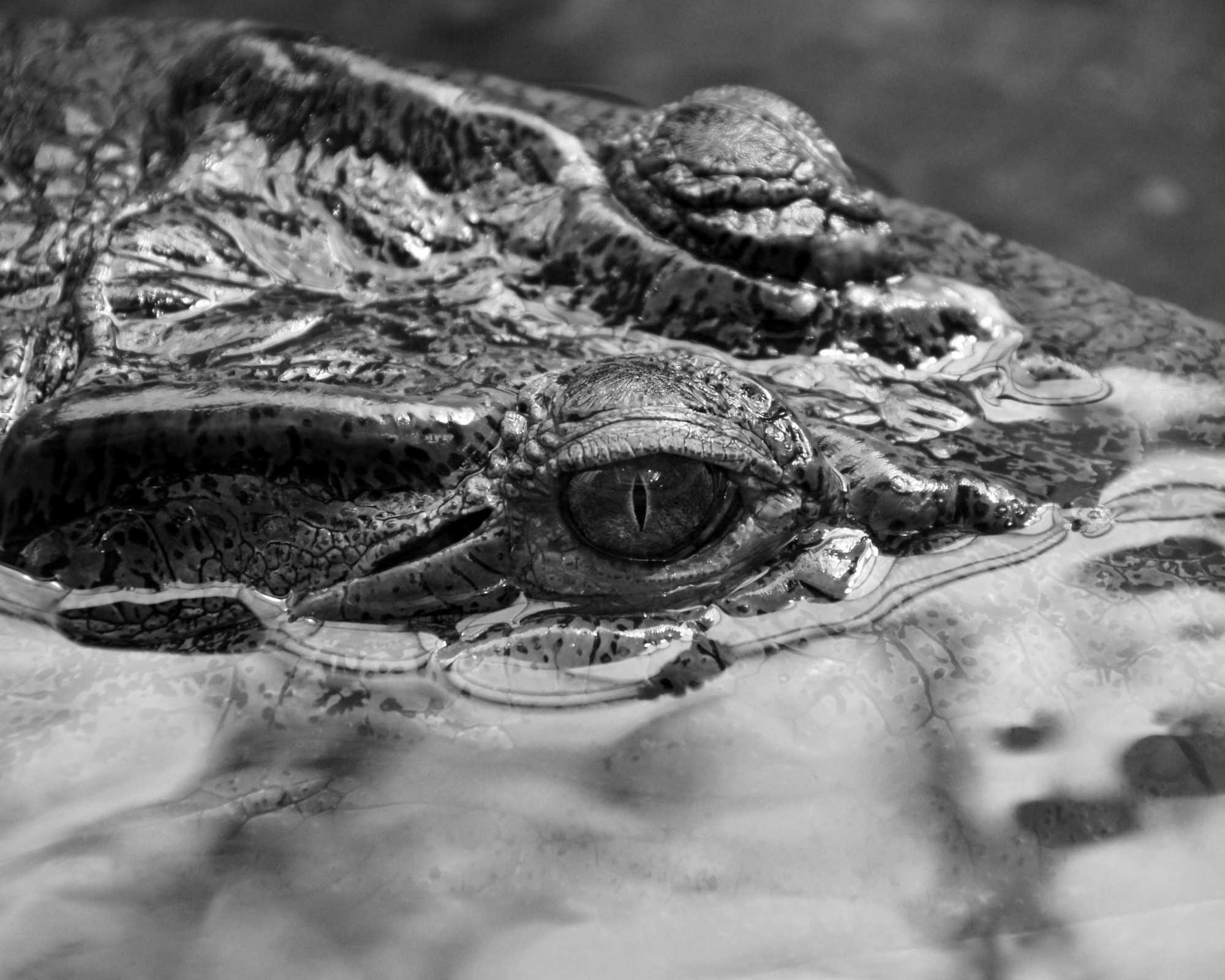 Crocodile