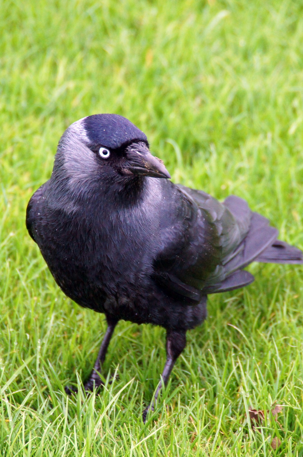 Black Bird