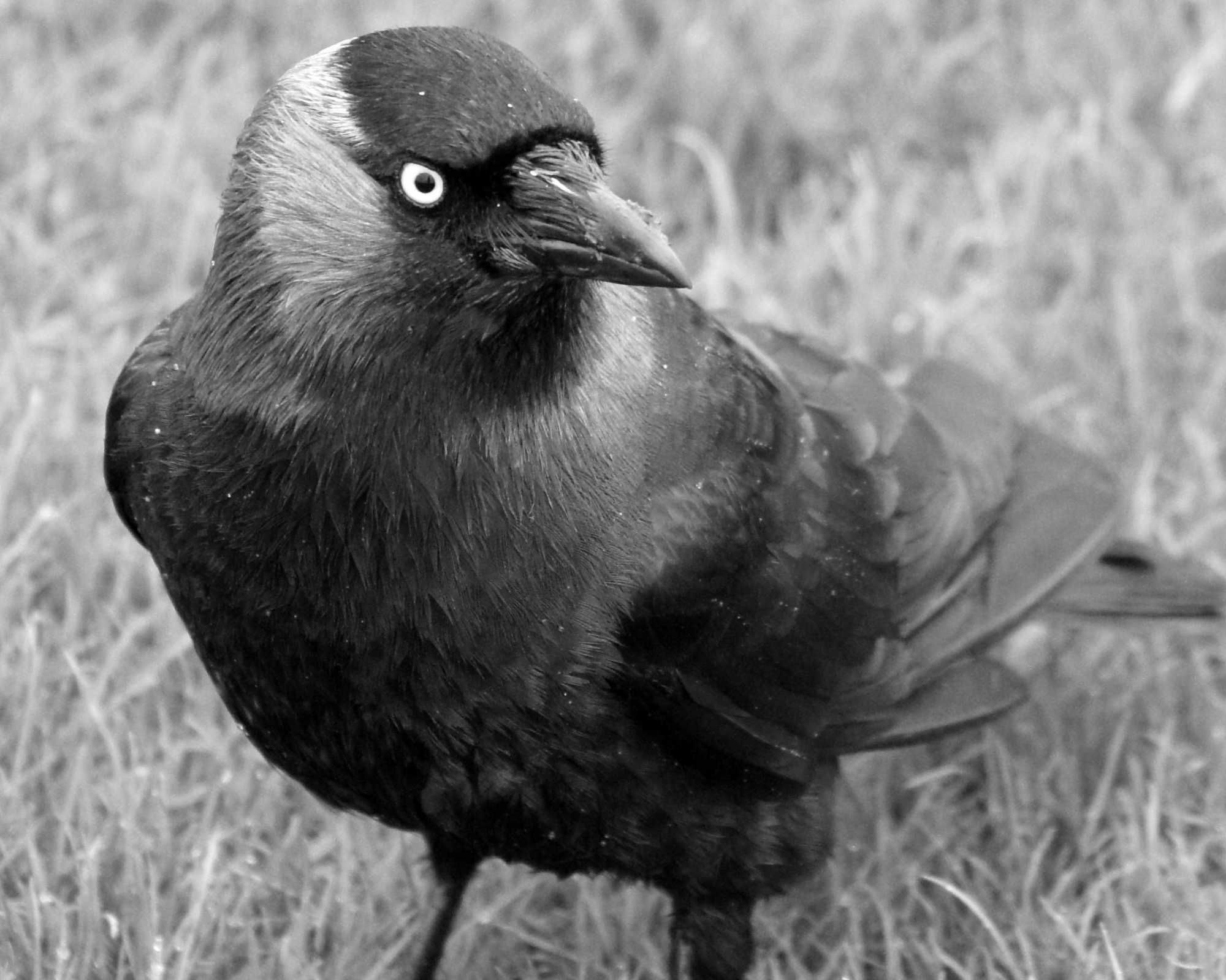 Black Bird