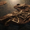 Dinosaur Bones