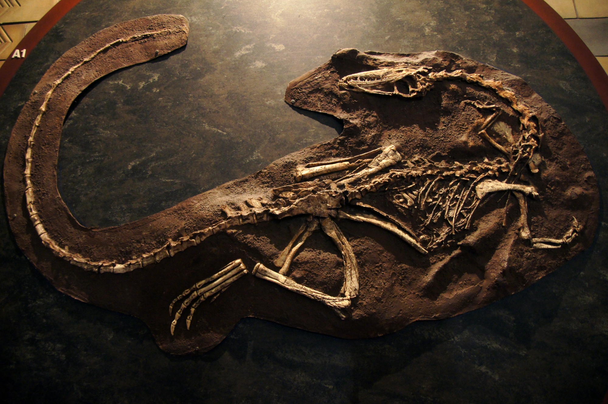 Dinosaur Bones