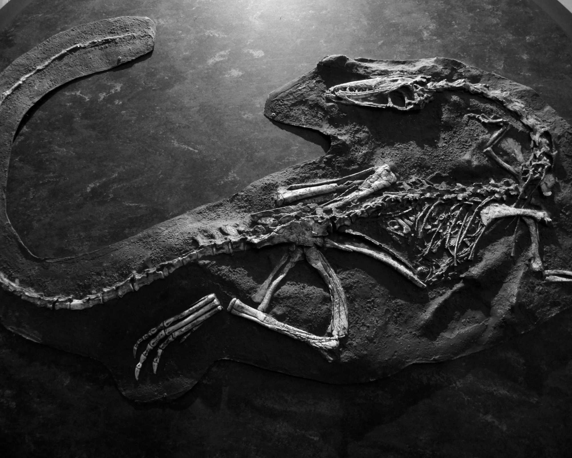 Dinosaur Bones