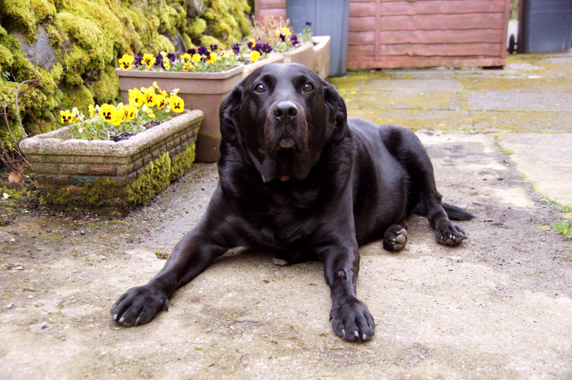 Jim's Dog