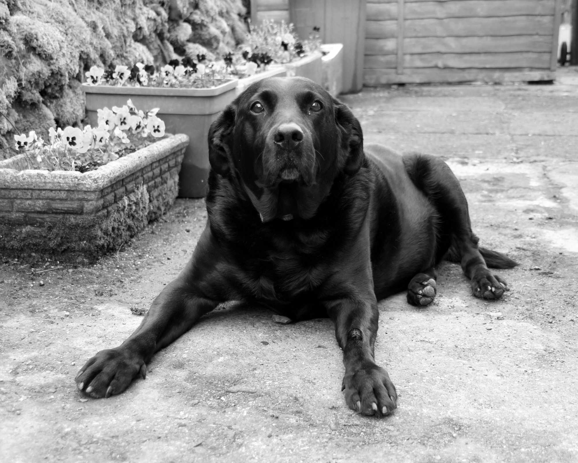 Jim's Dog