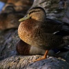 Duck on a Log