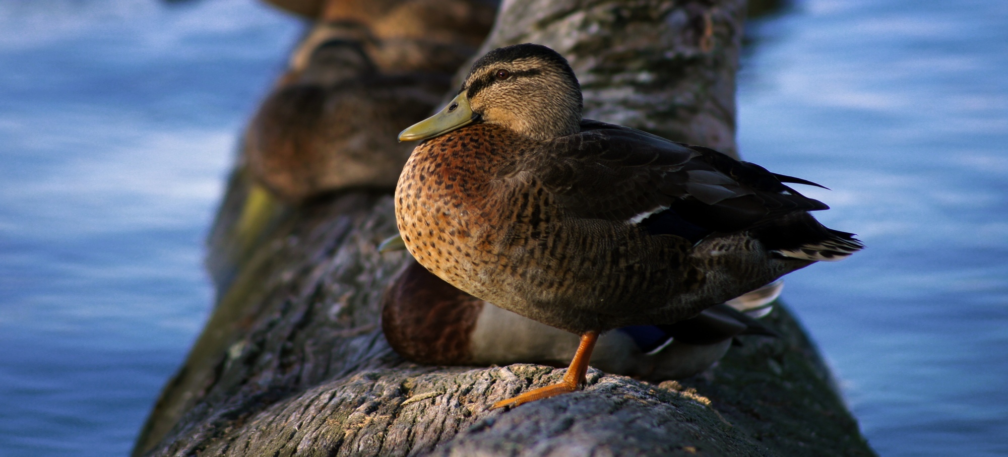 Duck on a Log