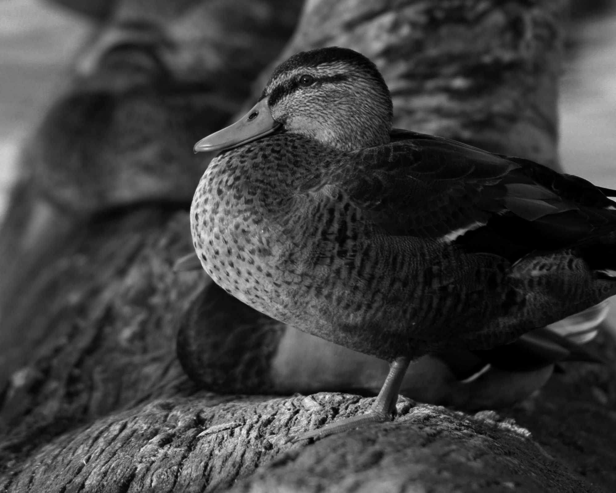 Duck on a Log