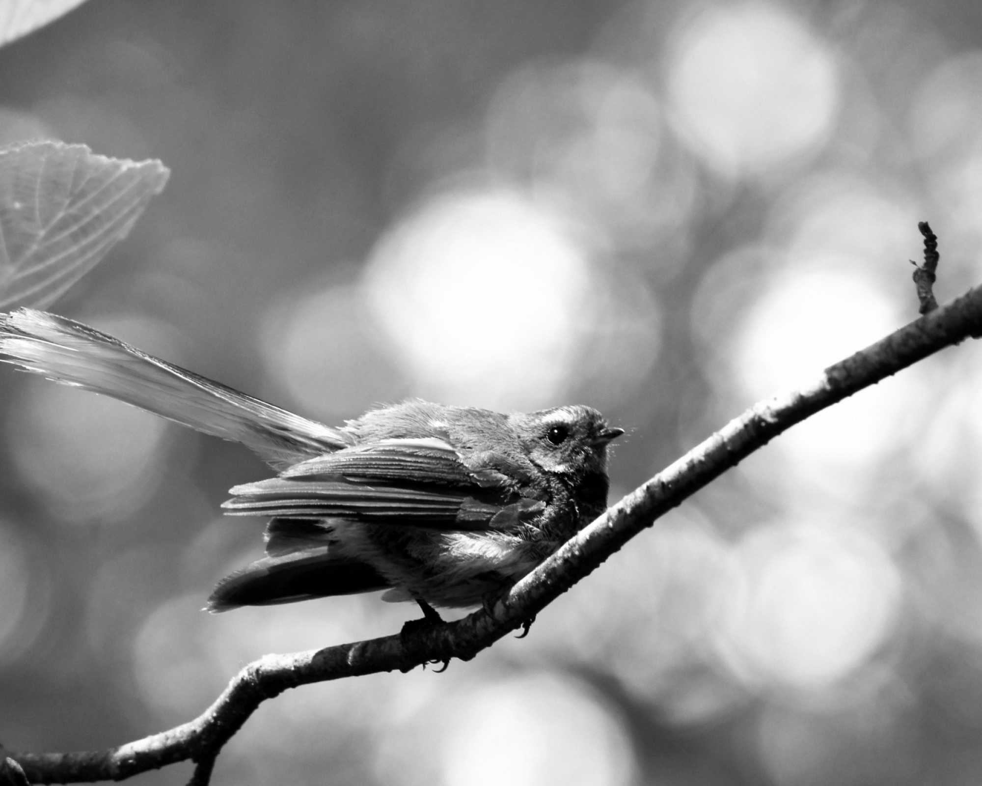 Fantail at the Arboretum