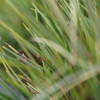 Grass