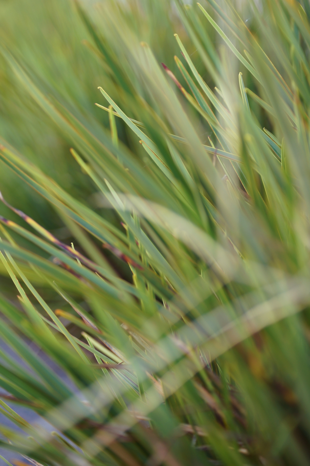 Grass