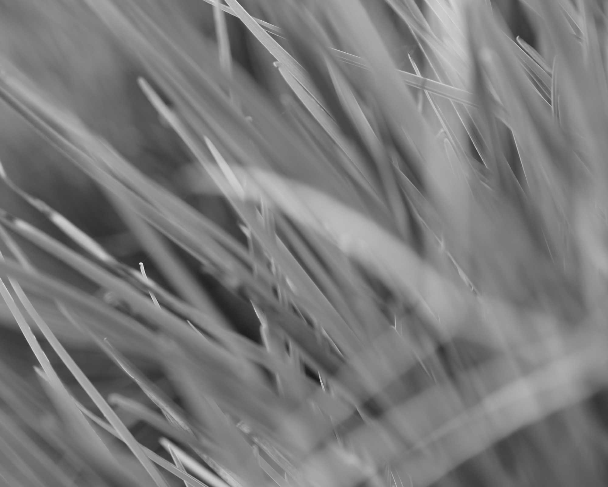 Grass