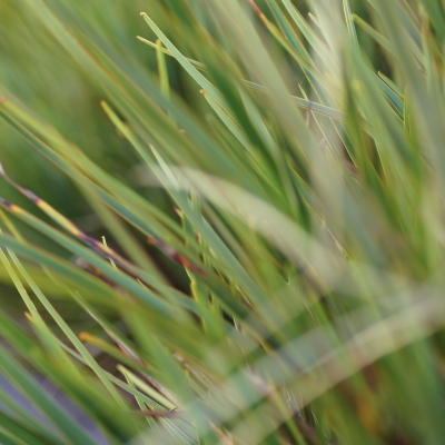 Grass