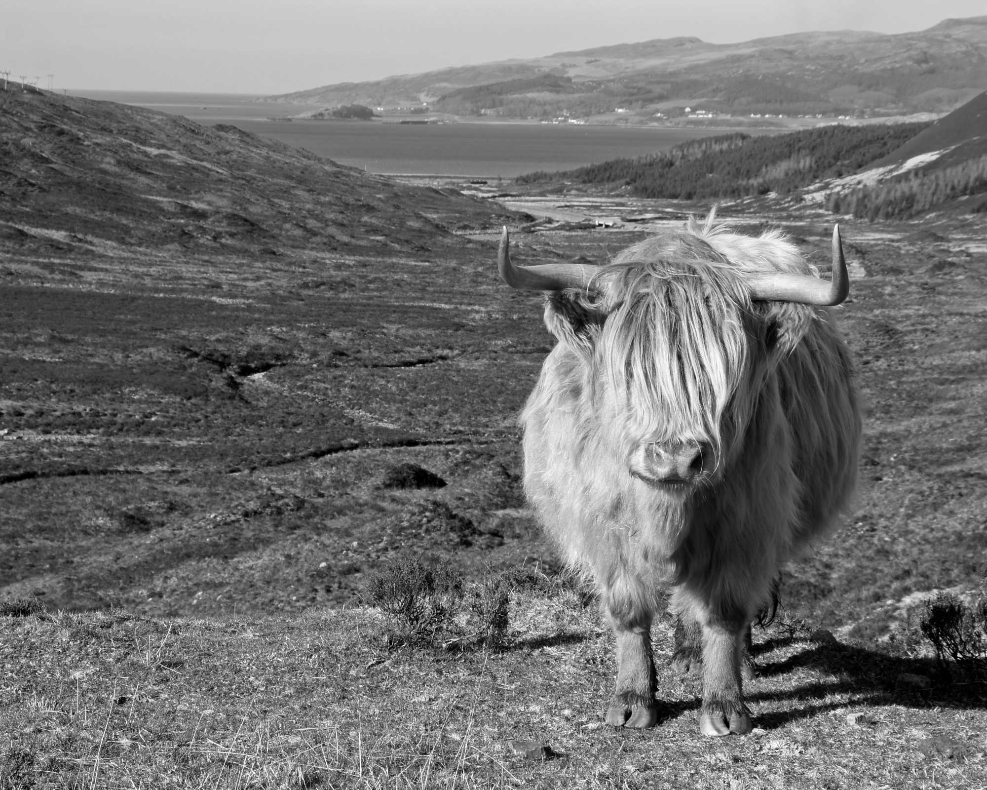 A Highland Cattle