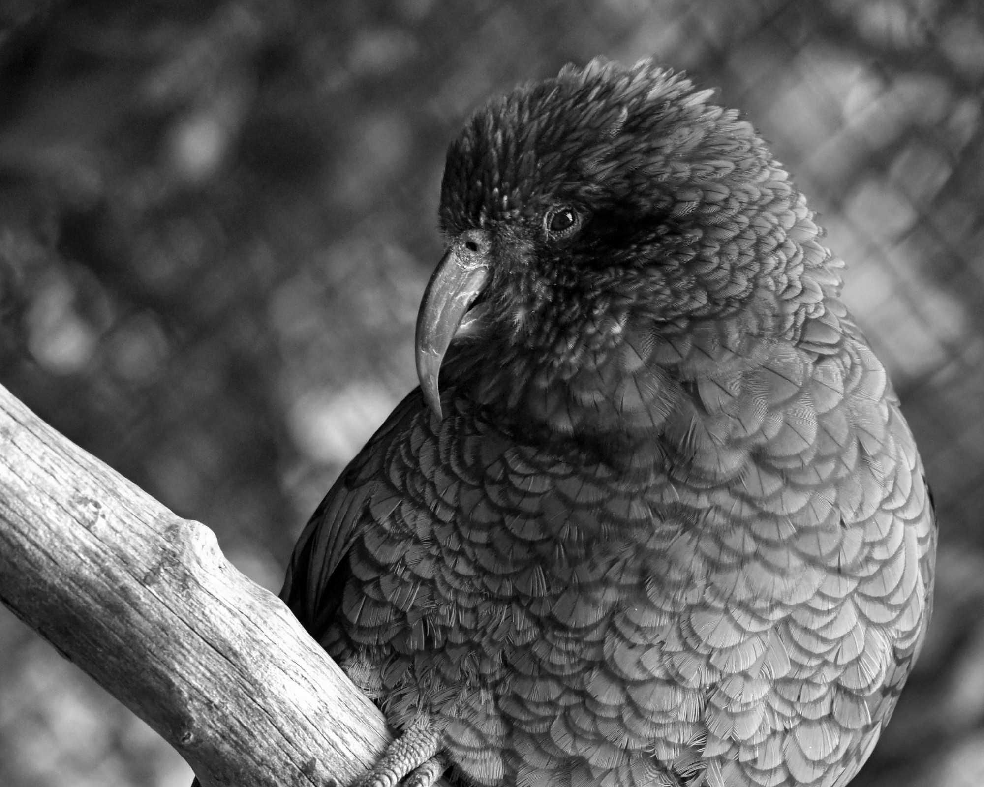 Kea at Birdlife Park
